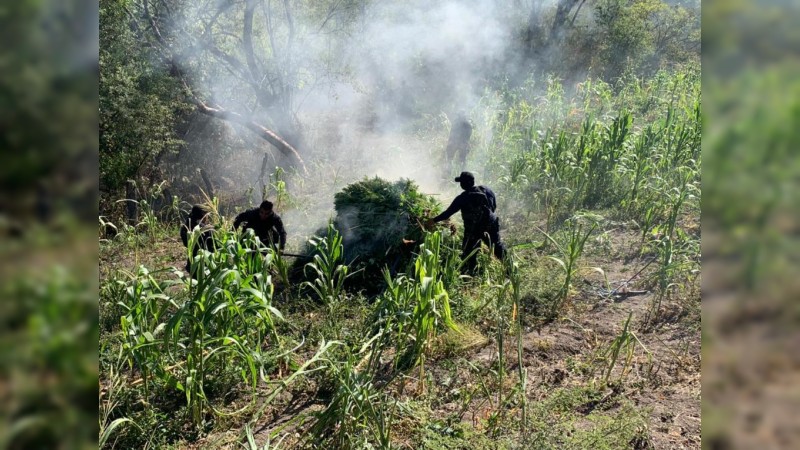 Destruyen policías sembradío de mariguana, en Charo  
