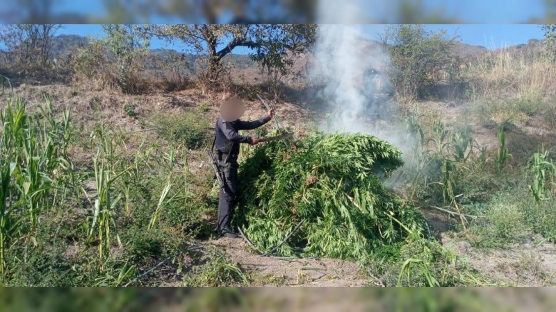 Destruyen policías sembradío de mariguana, en Charo  