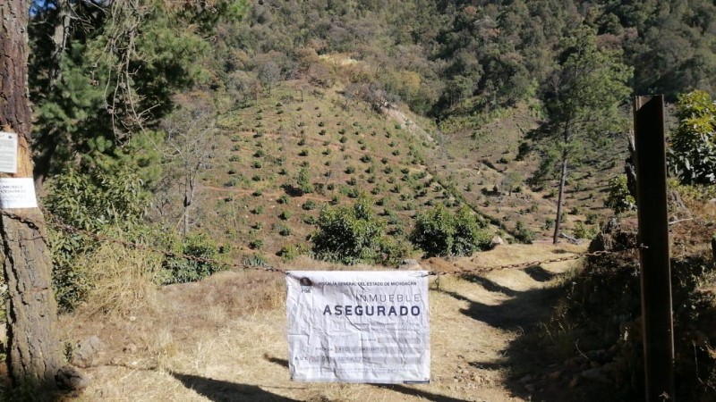 Aseguran predio boscoso que fue arrasado para sembrar aguacate, en Pátzcuaro 