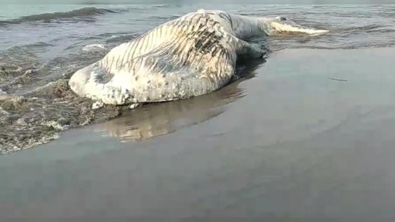 Hallan a ballena muerta, en playas de LC 