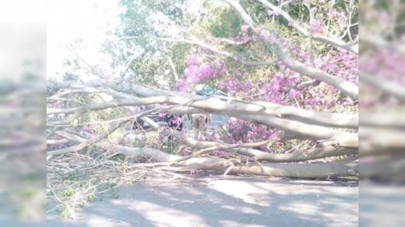 Muere motociclista tras caerle un árbol, en Zamora 