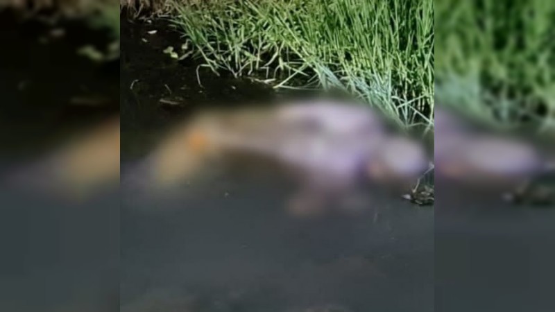 Tiran cadáver en canal de riego de Zamora 