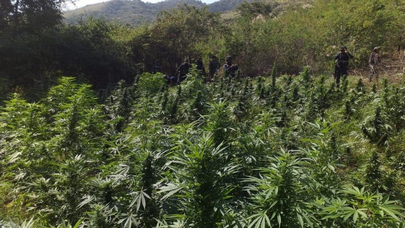 Erradican militares y policías plantíos de mariguana, en San Lucas 