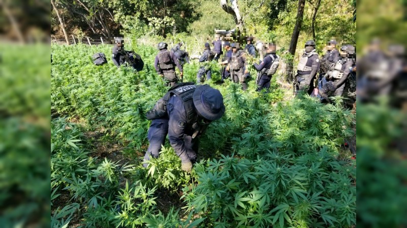 Erradican policías 2 plantíos de mariguana, en Zitácuaro 