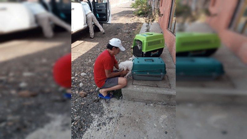 Tras denuncia ciudadana, rescatan a 3 perritos en pésimas condiciones 
