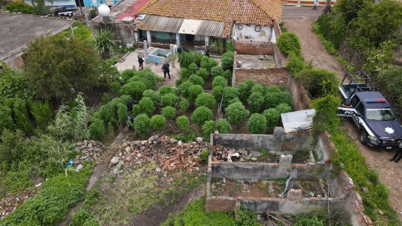 Policías destruyen plantío de mariguana, en patio de una casa de Penjamillo 