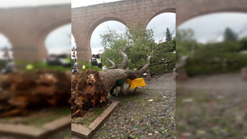Se desploma árbol, en pleno Centro de Morelia  