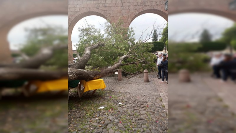 Se desploma árbol, en pleno Centro de Morelia  