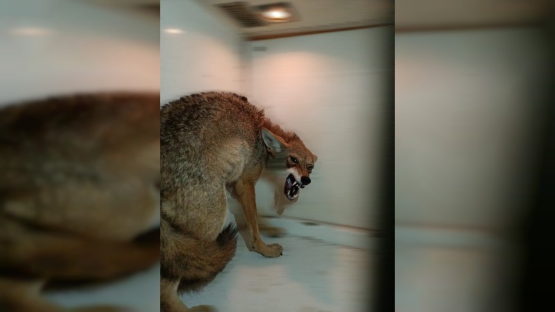 Aseguran a coyote que merodeaba, en calles de Zamora 